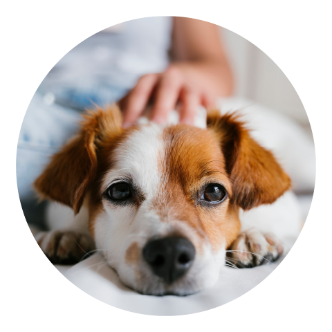 Cute dog looking at camera while resting it's head resting on fluffy paws.